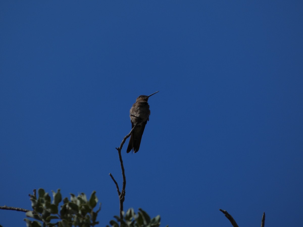 kolibřík velký - ML646408063