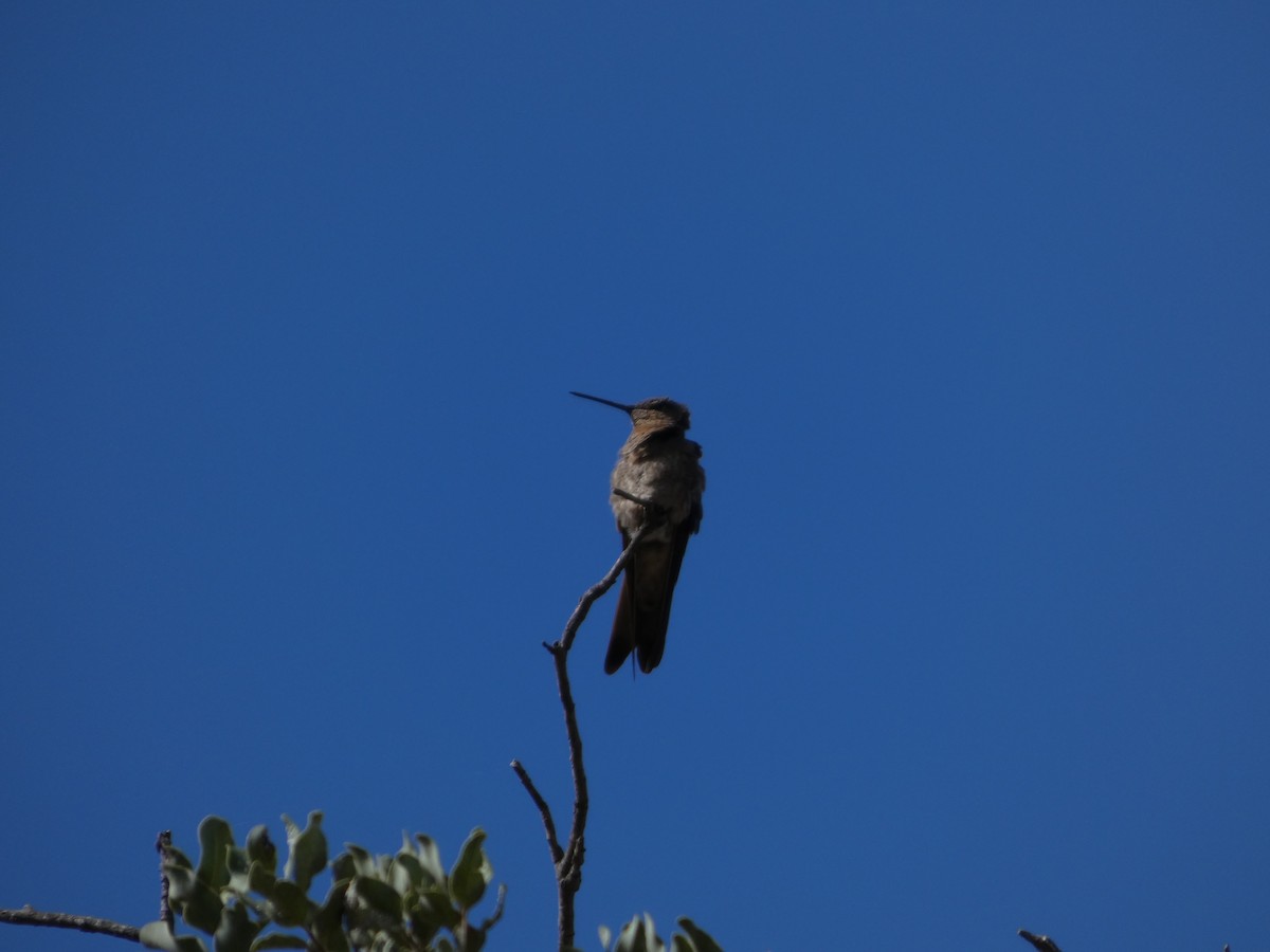 kolibřík velký - ML646408064