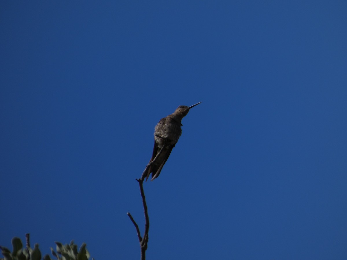 kolibřík velký - ML646408065