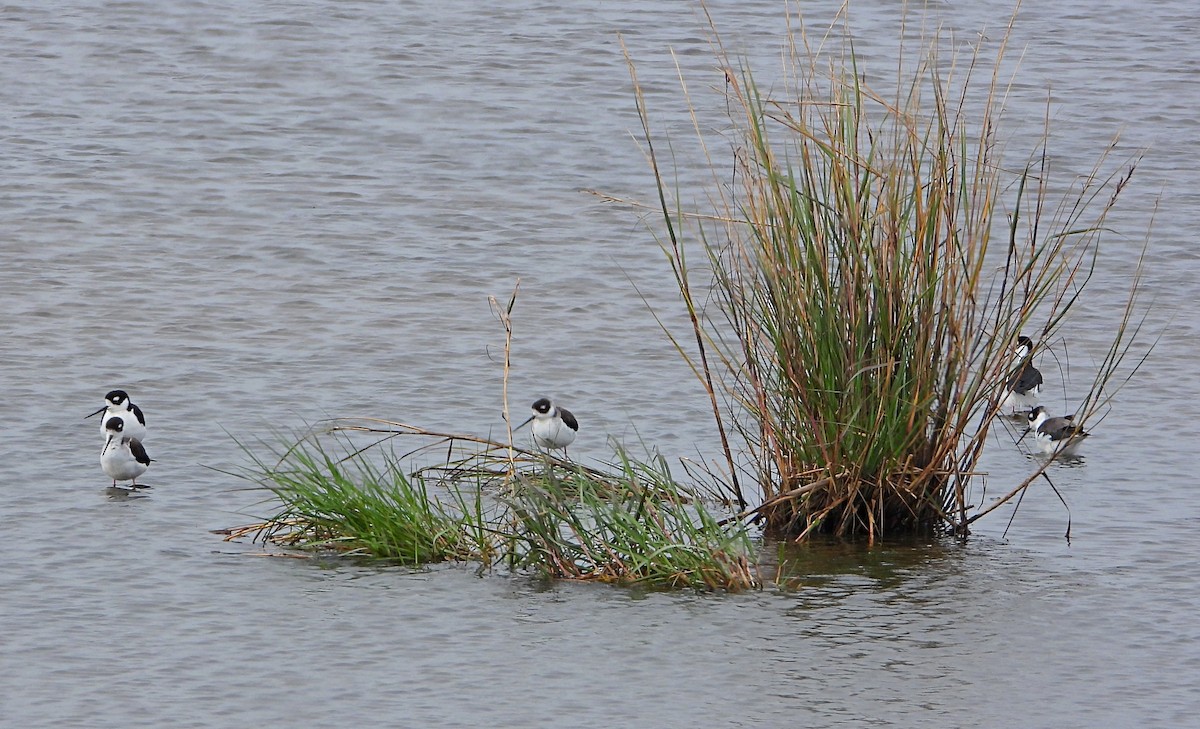 Black-necked Stilt - ML646408069