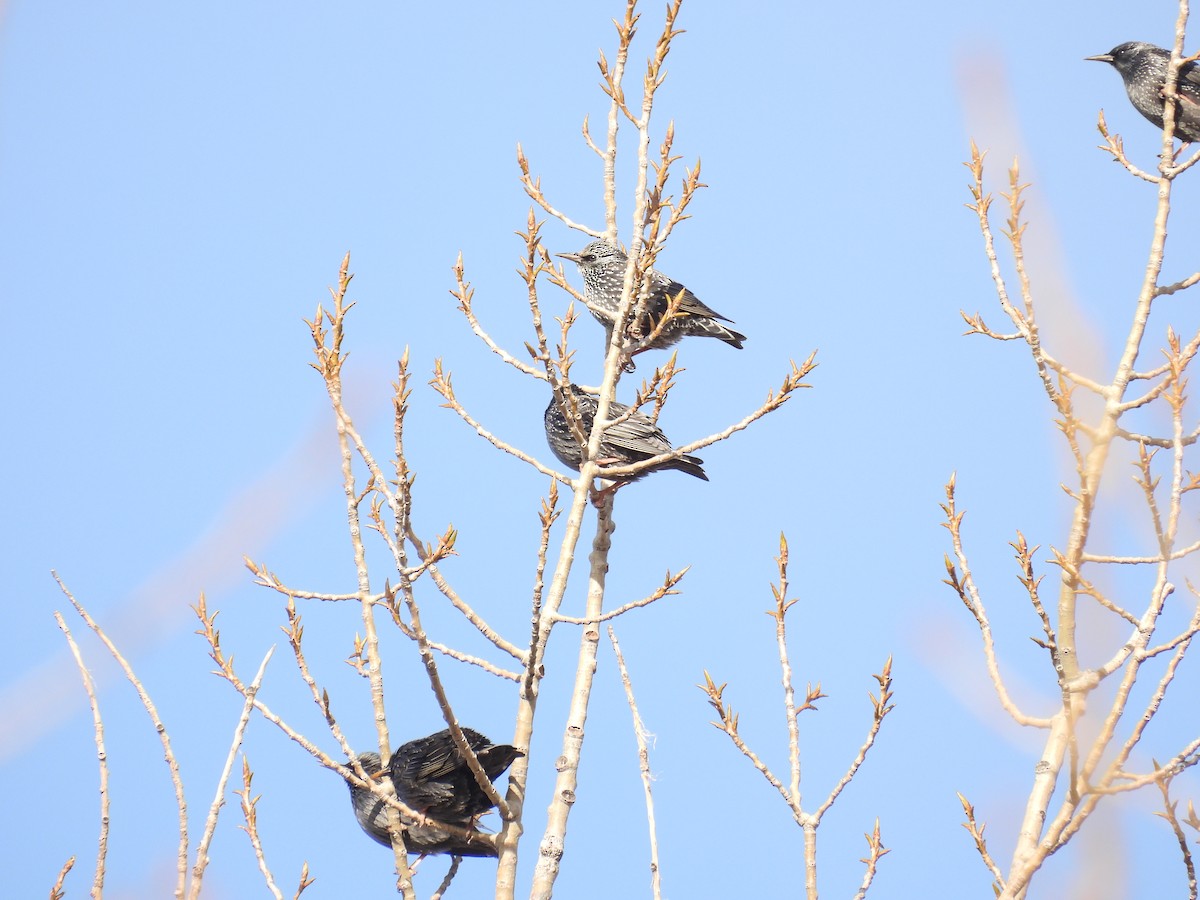 Étourneau unicolore - ML646408070