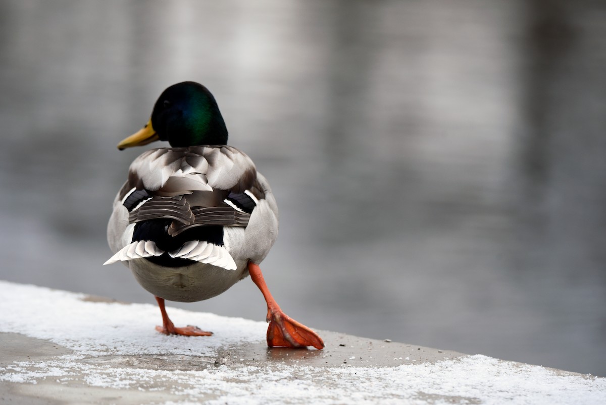 Зэрлэг нугас - ML646408072