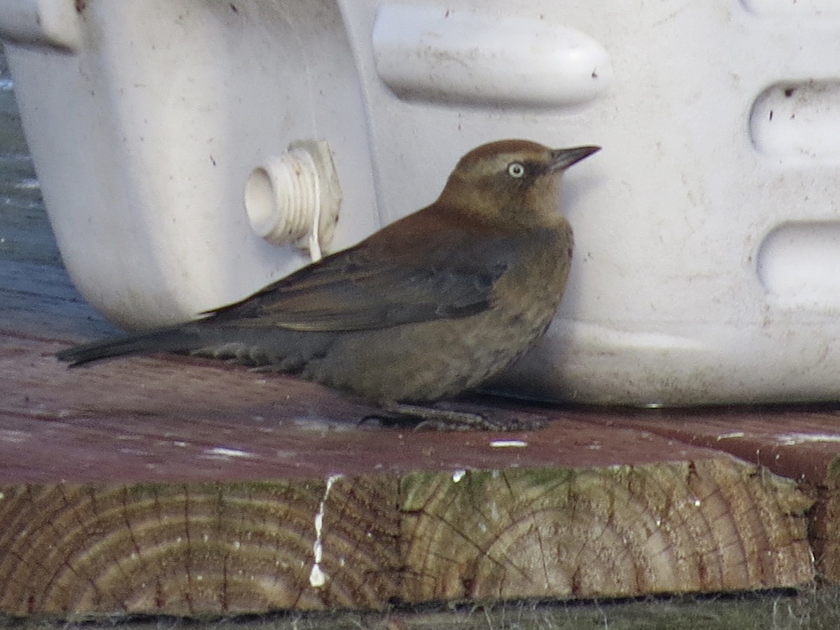 Rusty Blackbird - ML646408074