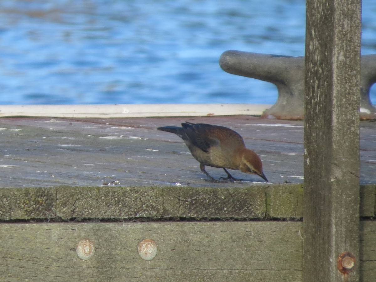 Rusty Blackbird - ML646408075