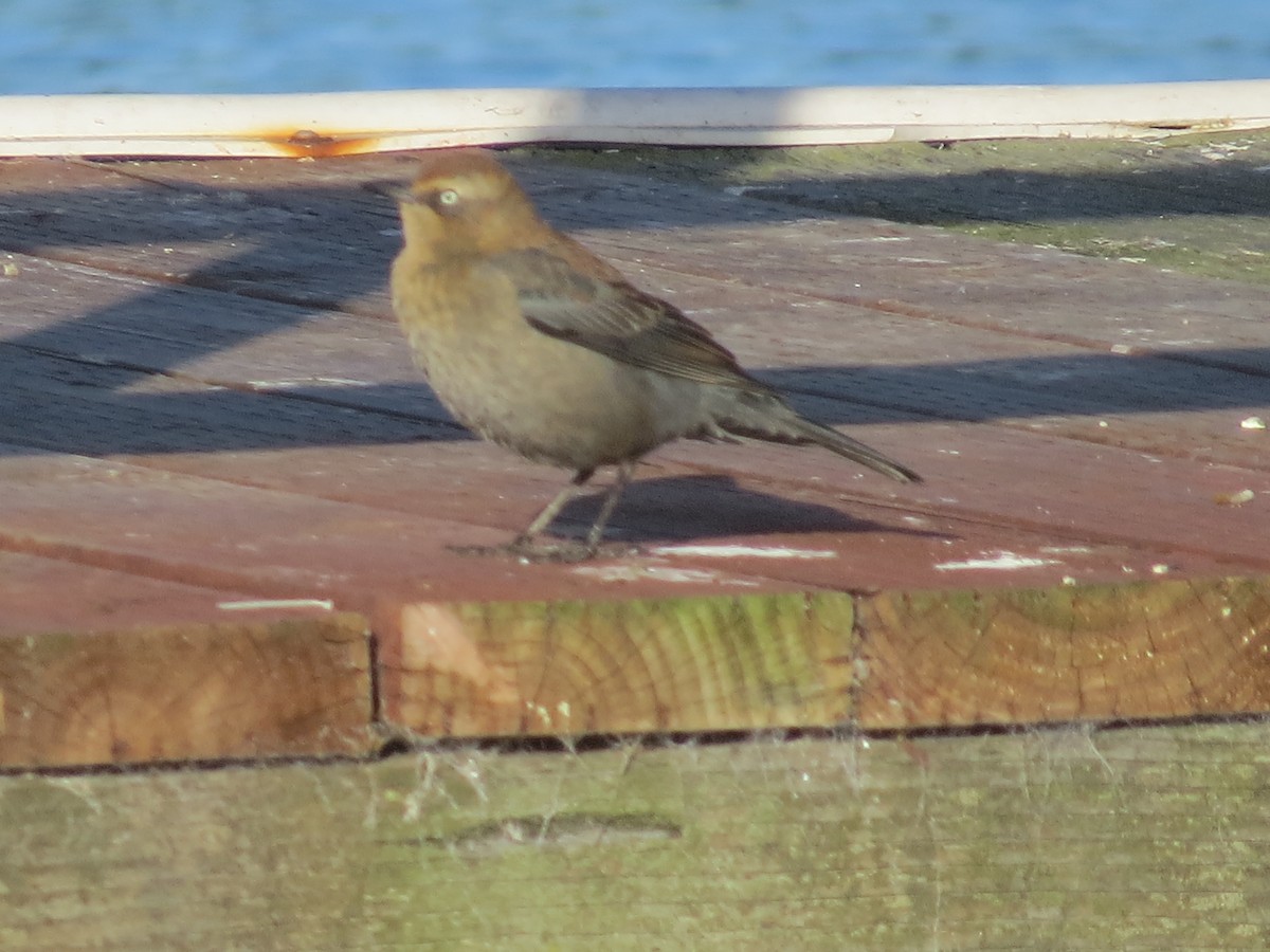 Rusty Blackbird - ML646408076