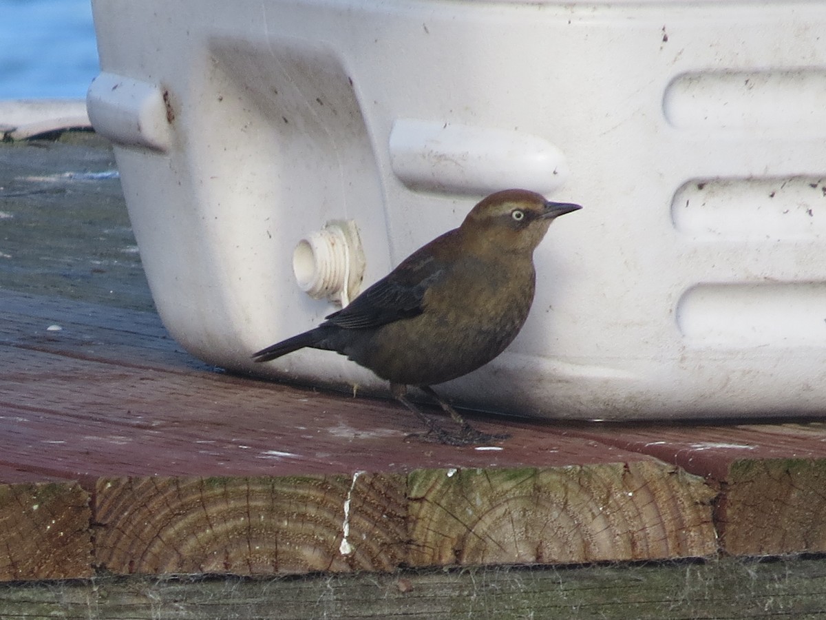 Rusty Blackbird - ML646408077