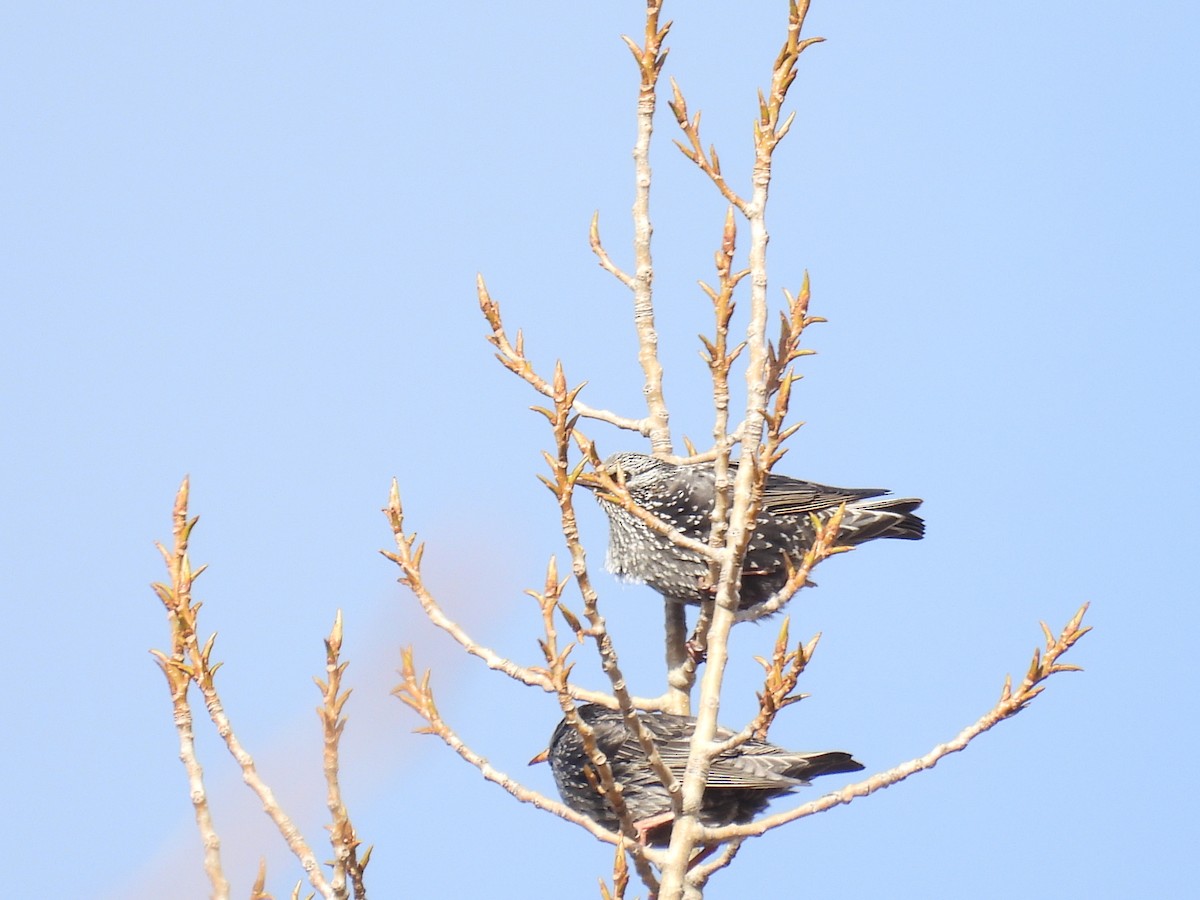 Étourneau unicolore - ML646408078