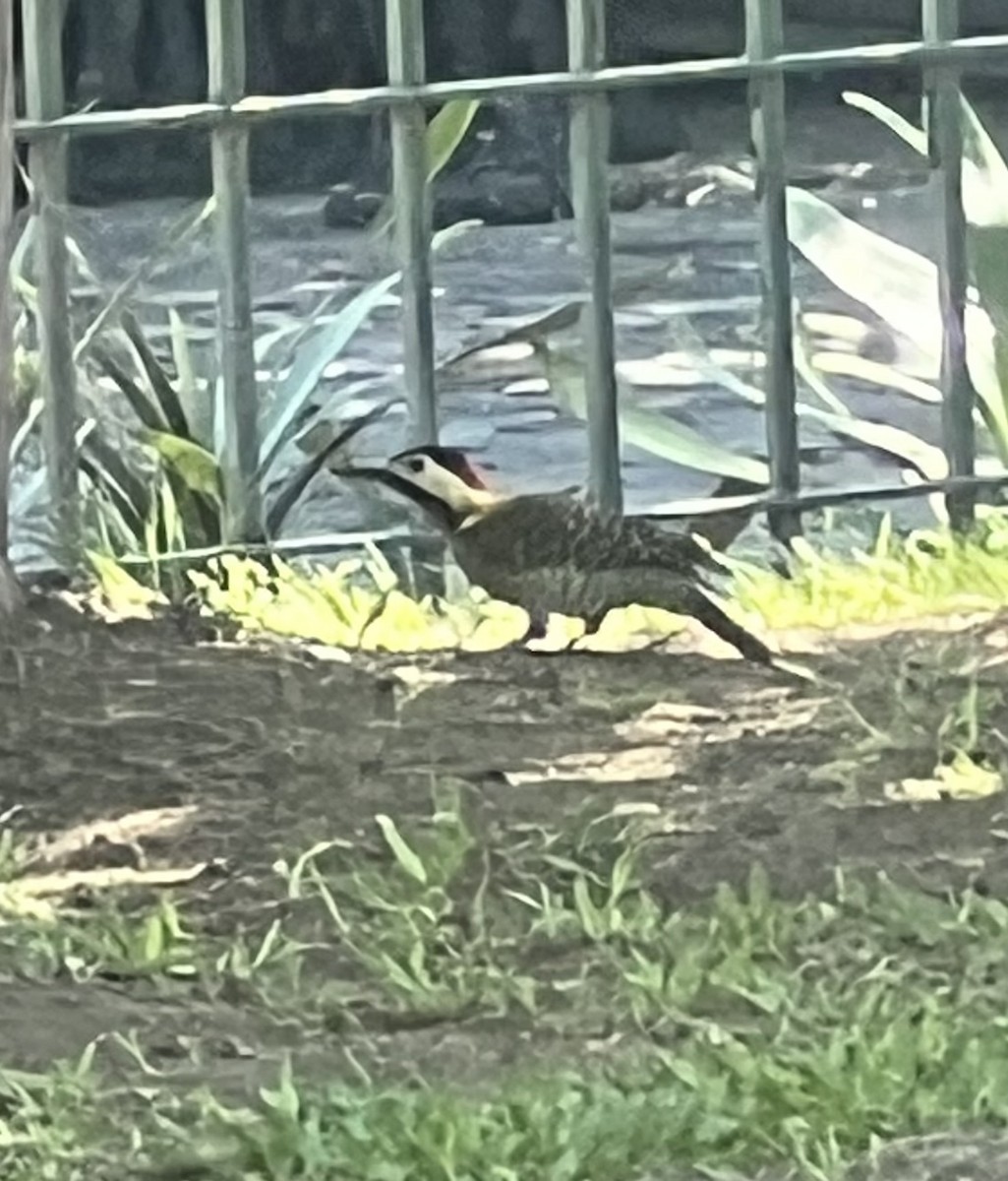 Декол плямистоволий - ML646408082