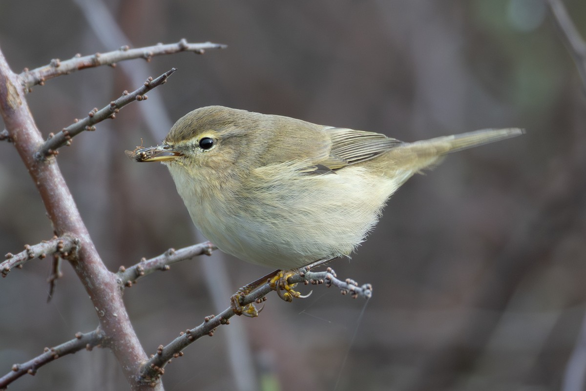Common Chiffchaff - ML646408084