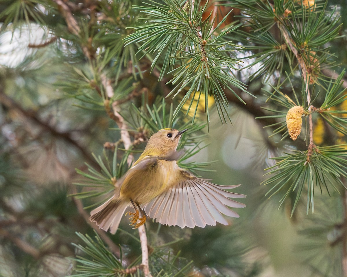 Goldcrest - ML646408104