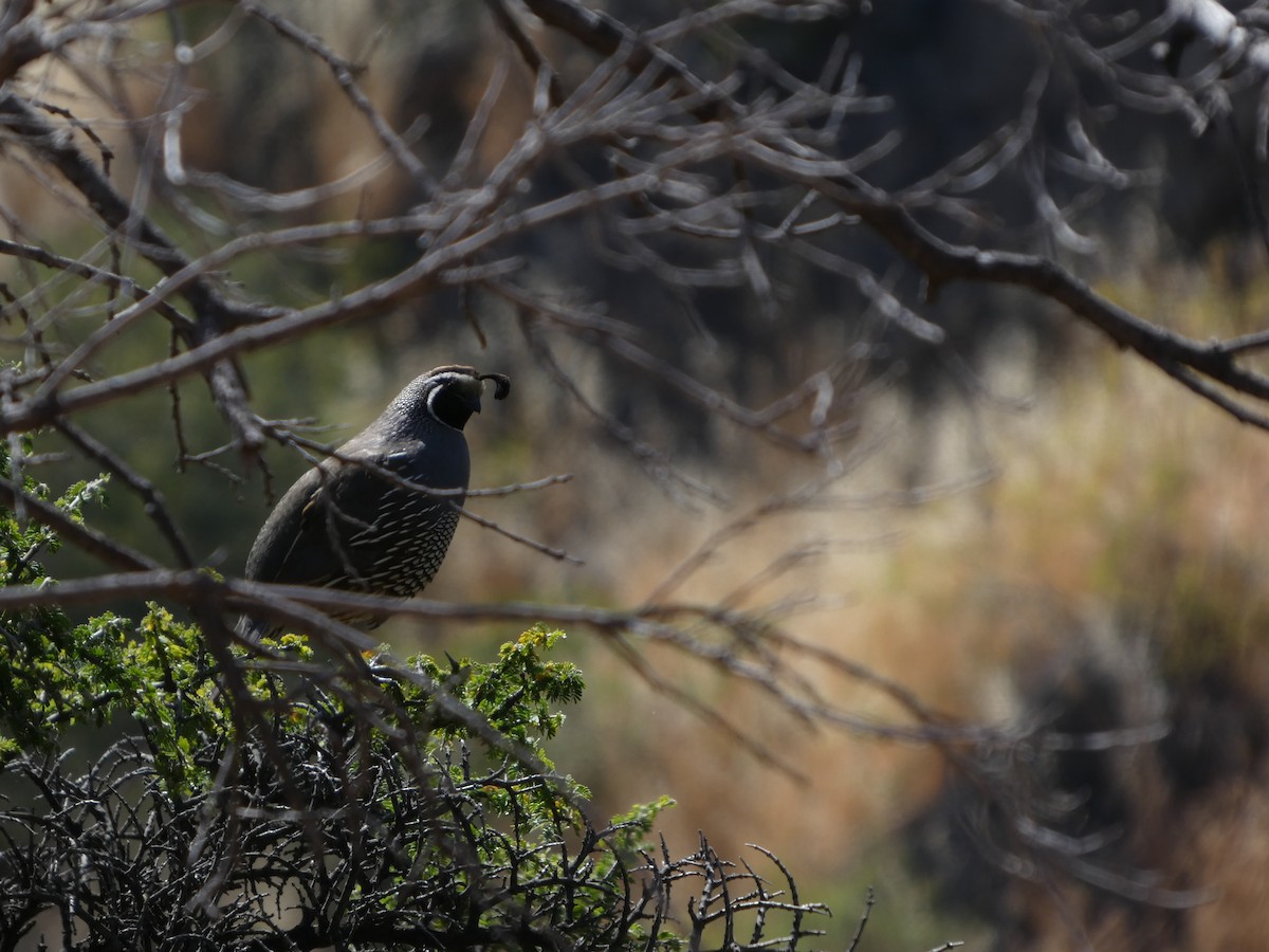 křepel kalifornský - ML646408105