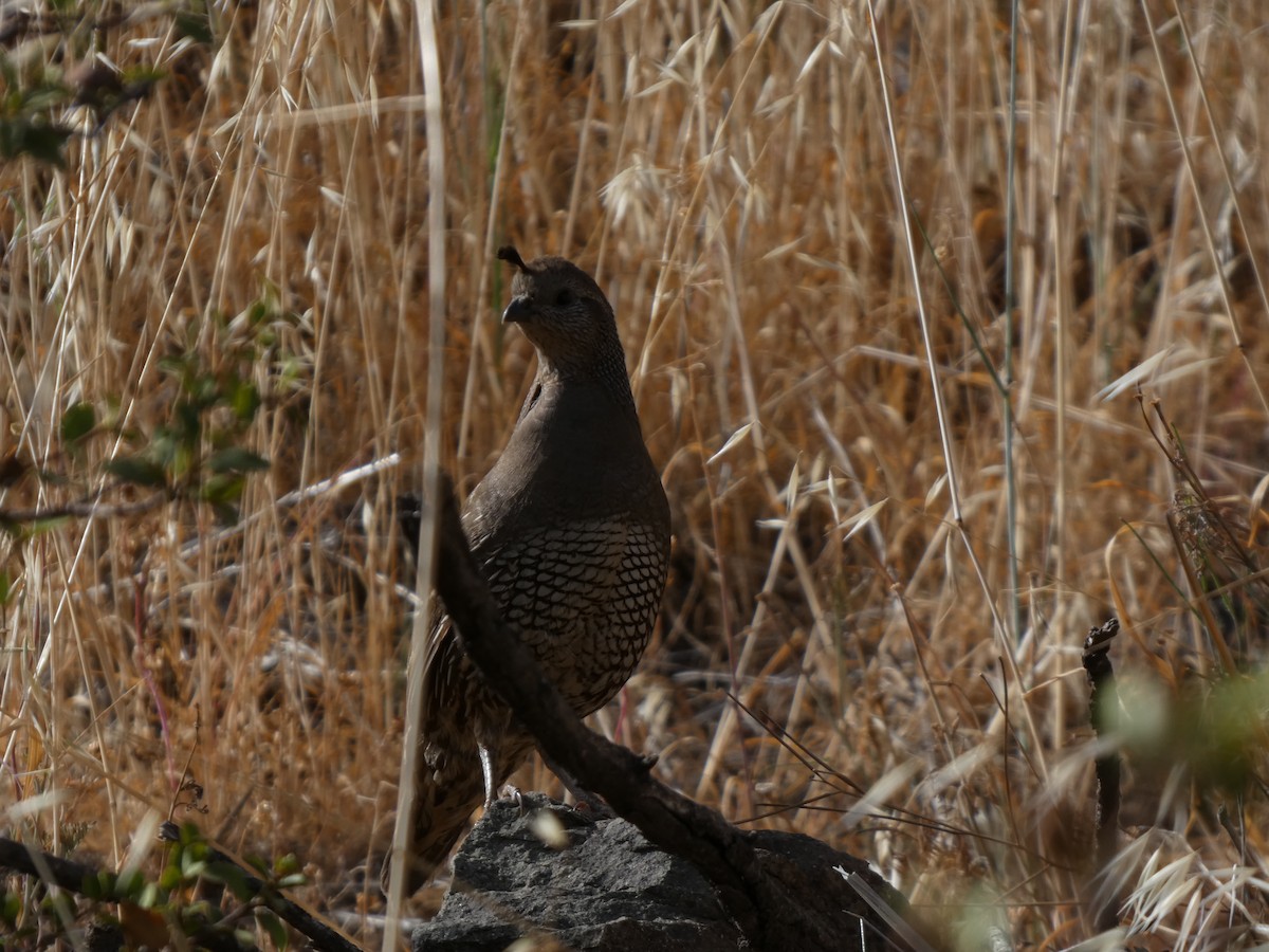 křepel kalifornský - ML646408106