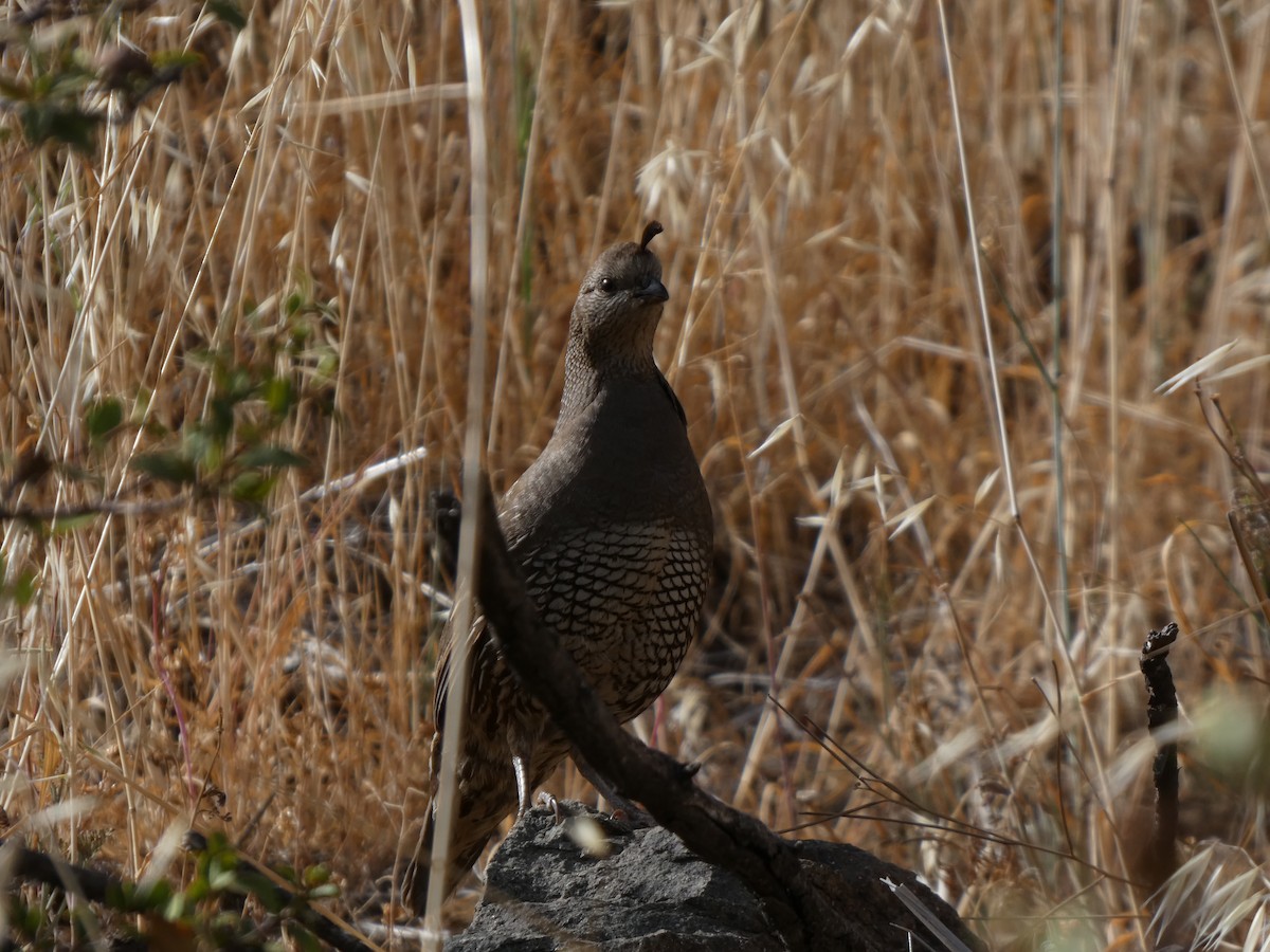 křepel kalifornský - ML646408107