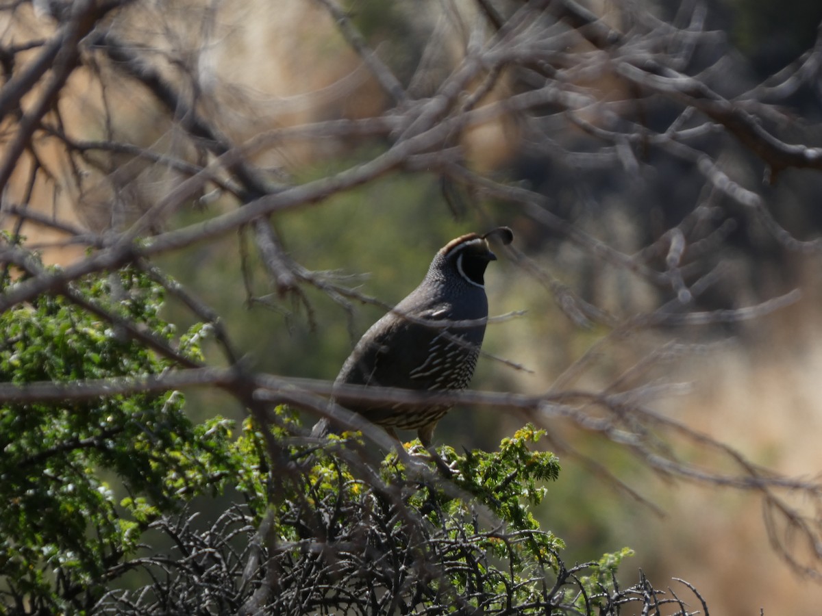 křepel kalifornský - ML646408108