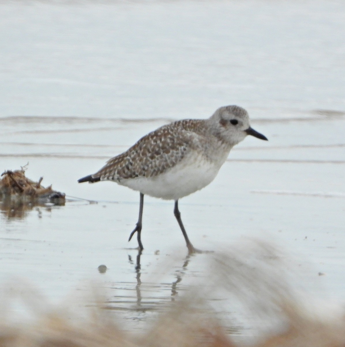 ダイゼン - ML646408109