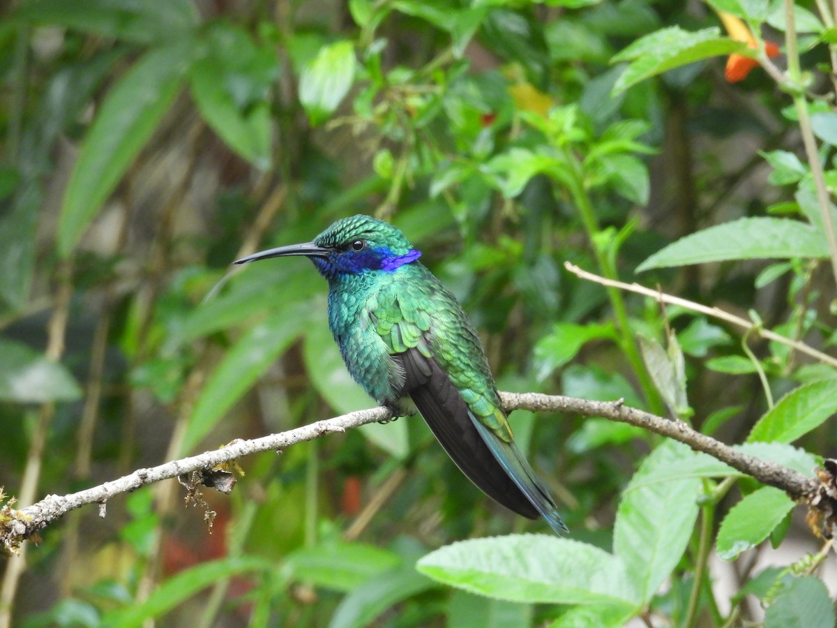 kolibřík modrolící - ML646408129