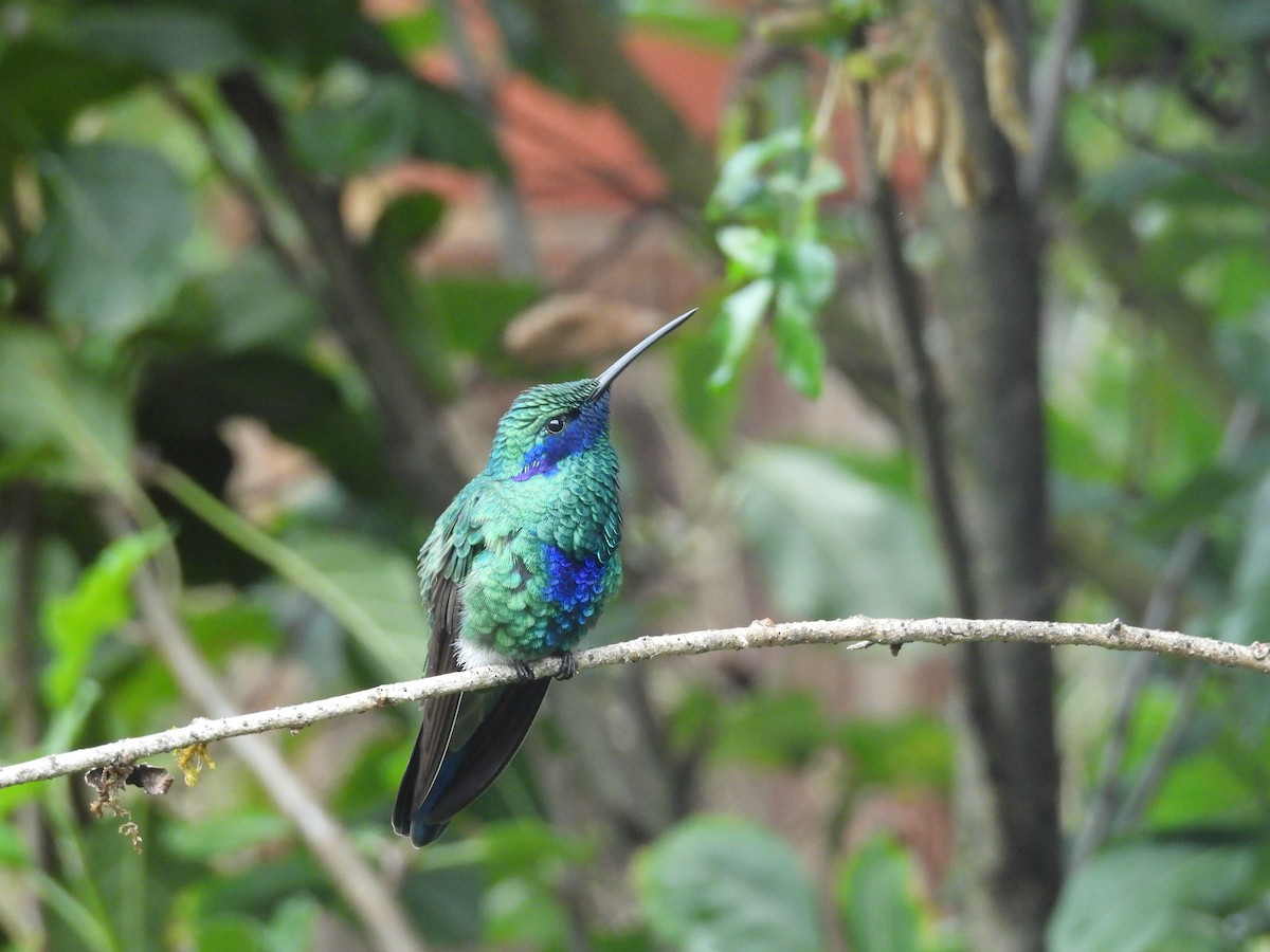 kolibřík modrolící - ML646408130