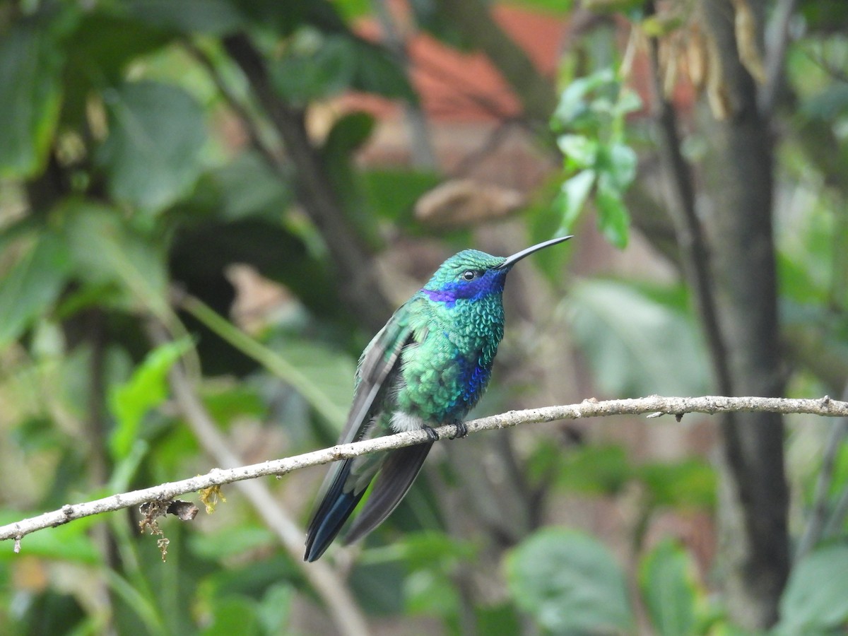 kolibřík modrolící - ML646408131