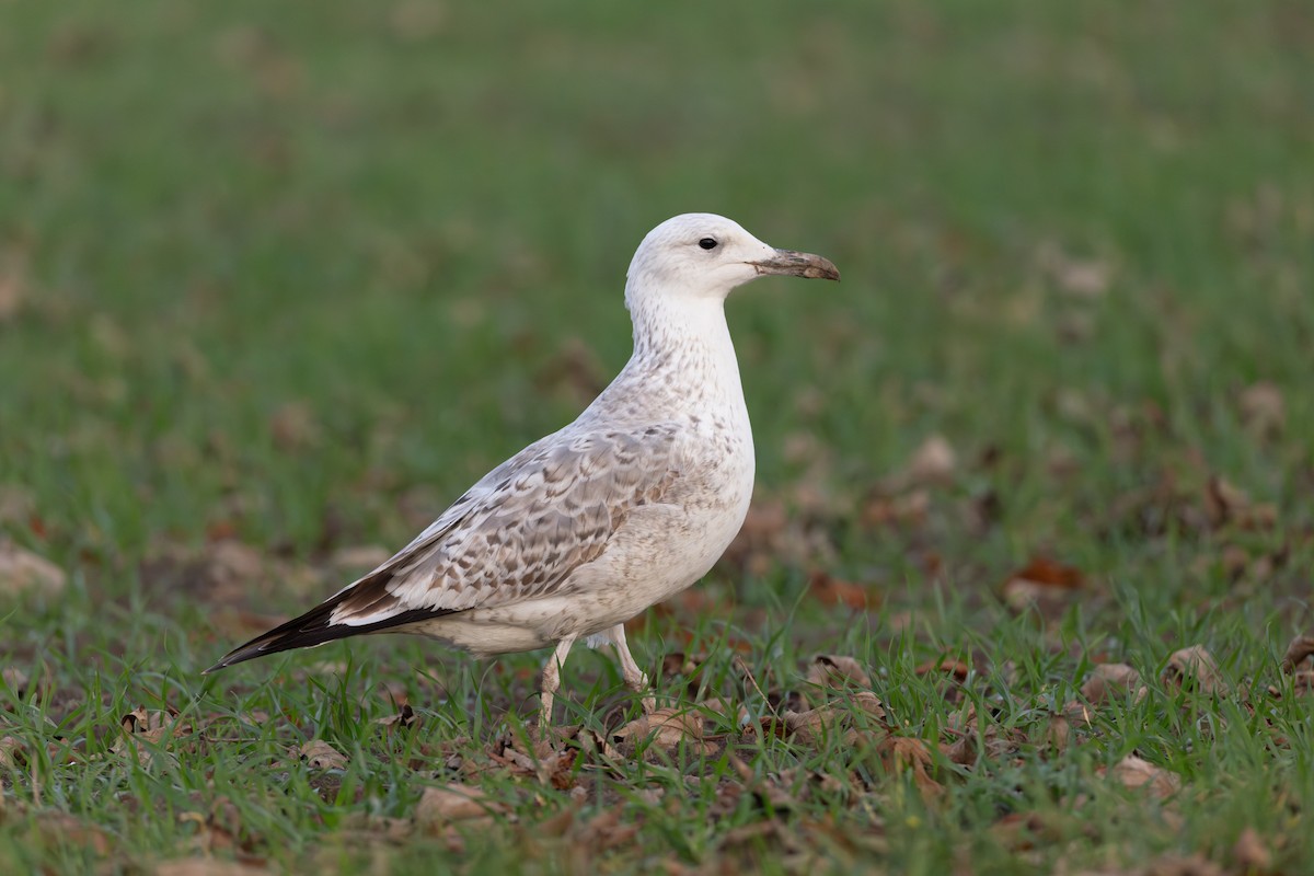 Caspian Gull - ML646408135
