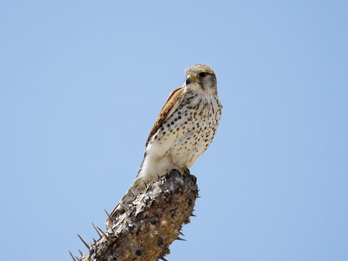 Malagasy Kestrel - ML646408136