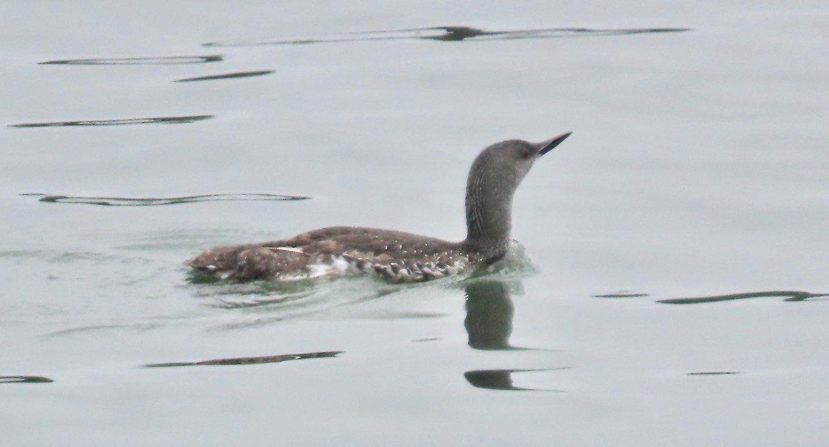 potáplice malá - ML646408138