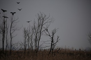 Edwin B. Forsythe NWR (formerly Brig), Atlantic, New Jersey
