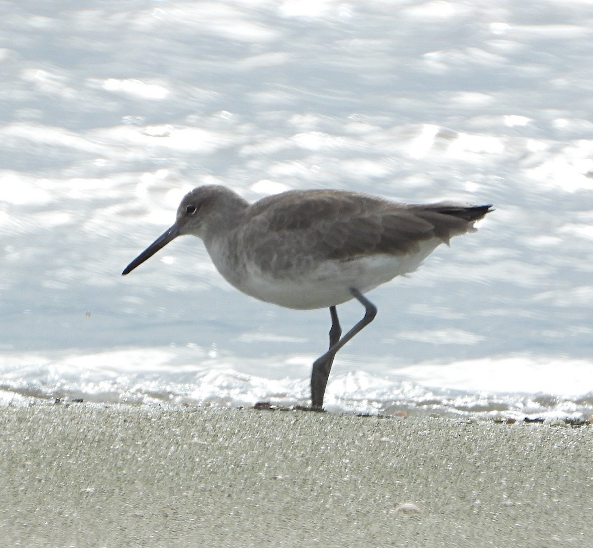 Willet - ML646408141
