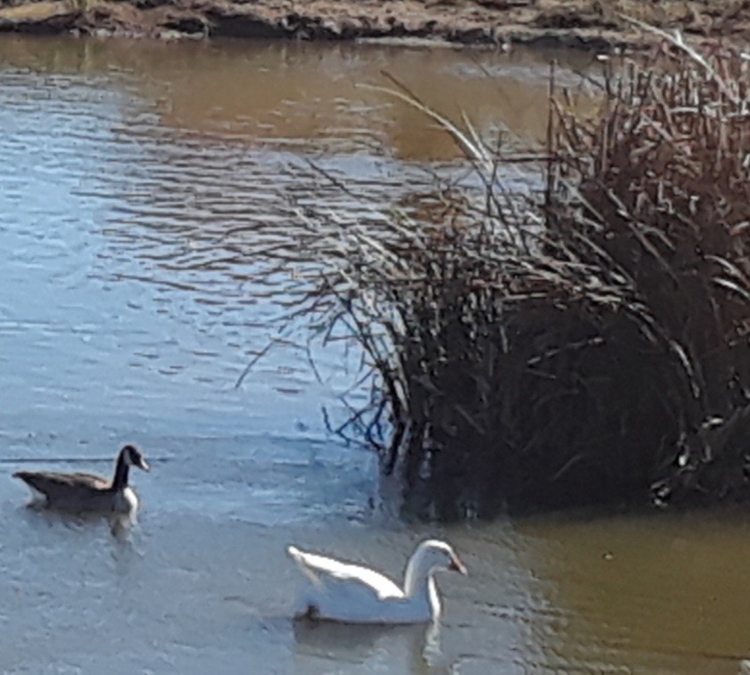 Snow Goose - ML646408142