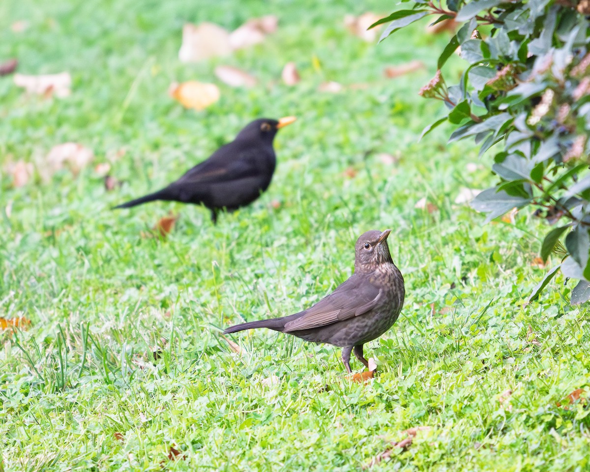 Eurasian Blackbird - ML646408144