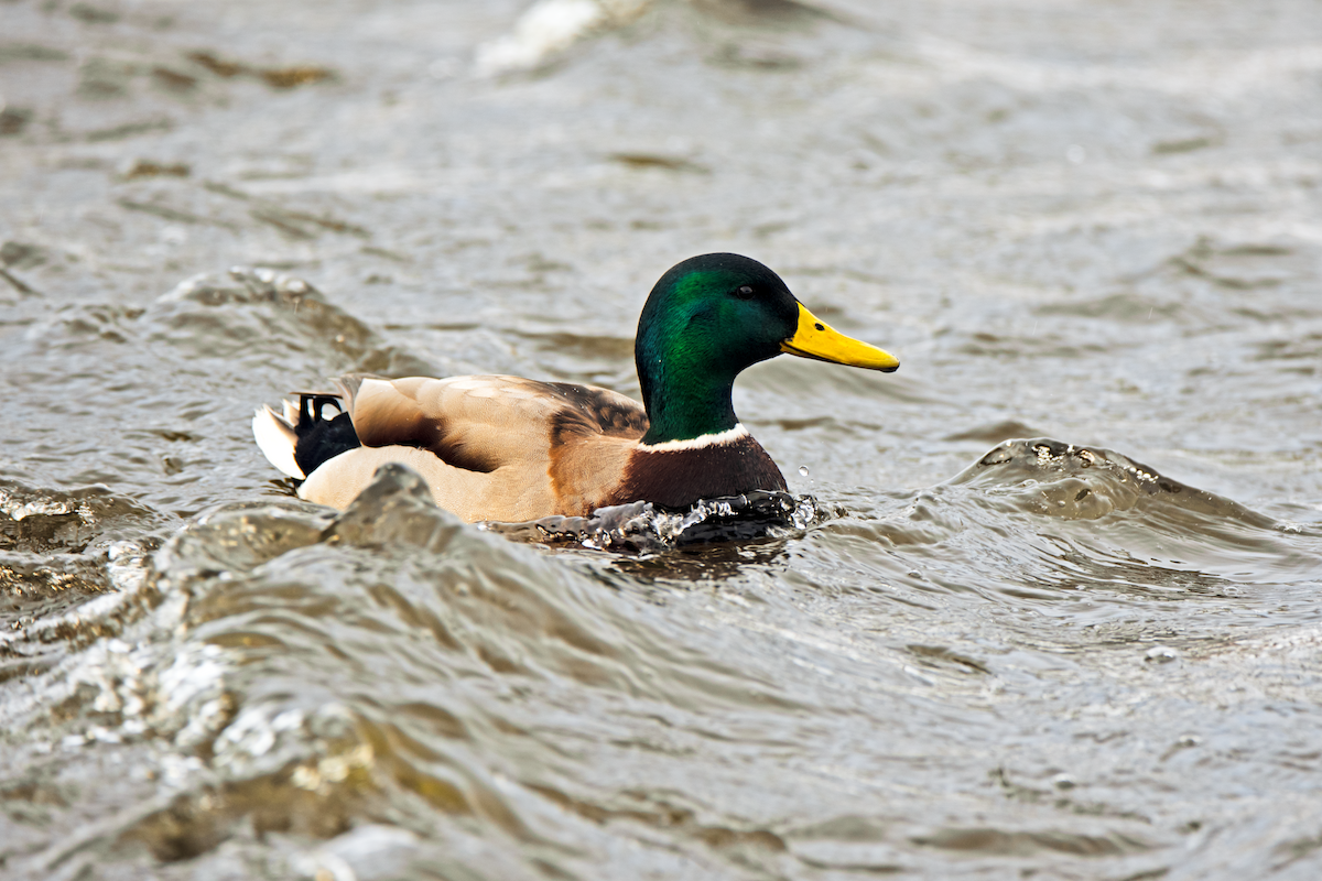 Зэрлэг нугас - ML646408151