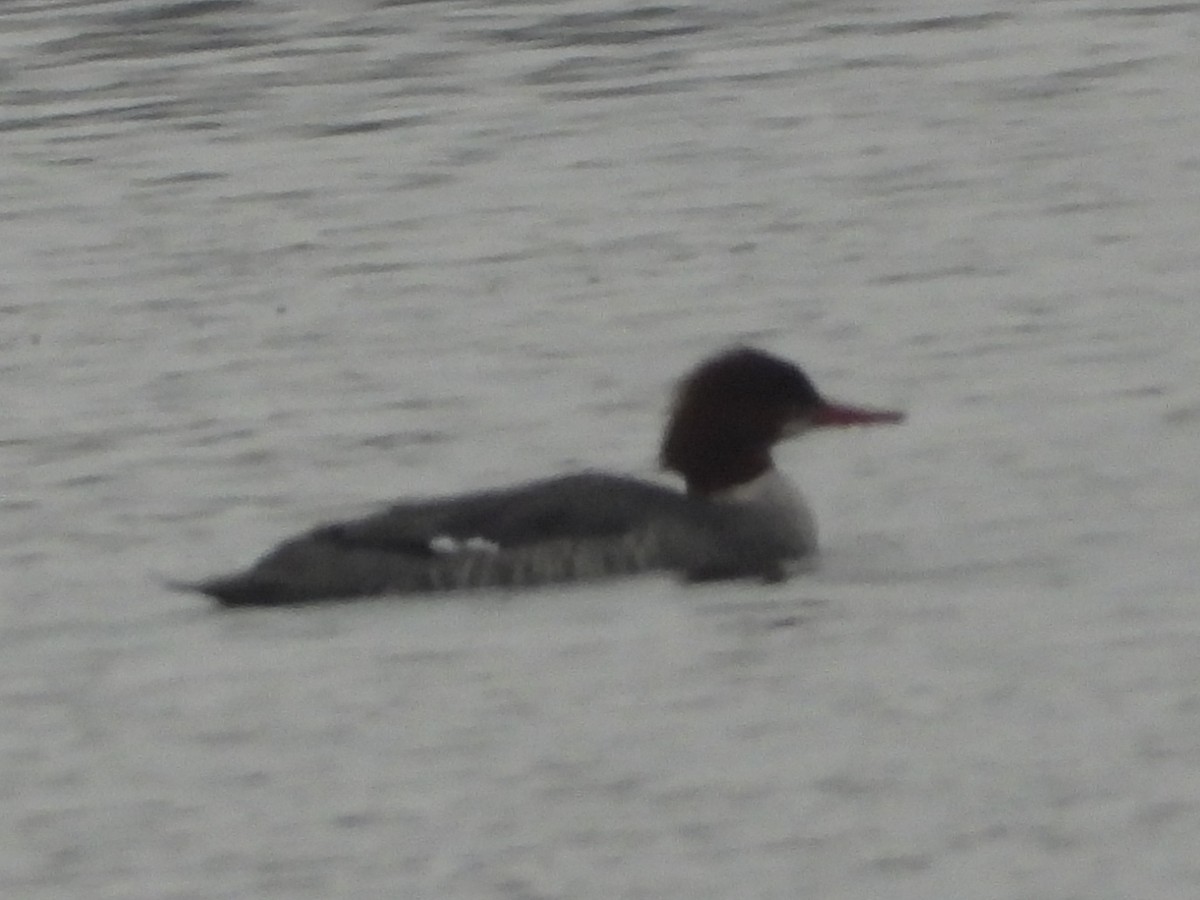 川秋沙 - ML646408155