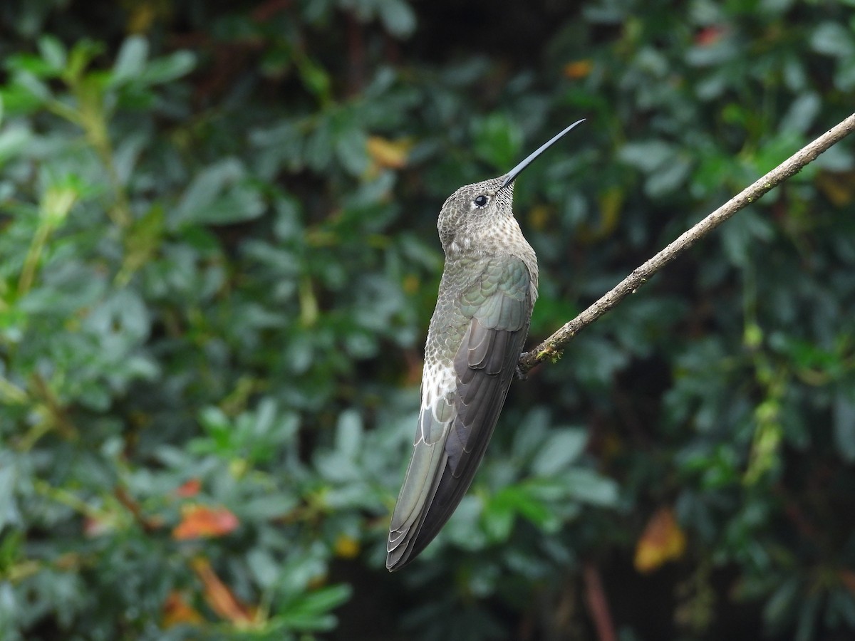 kolibřík velký - ML646408165