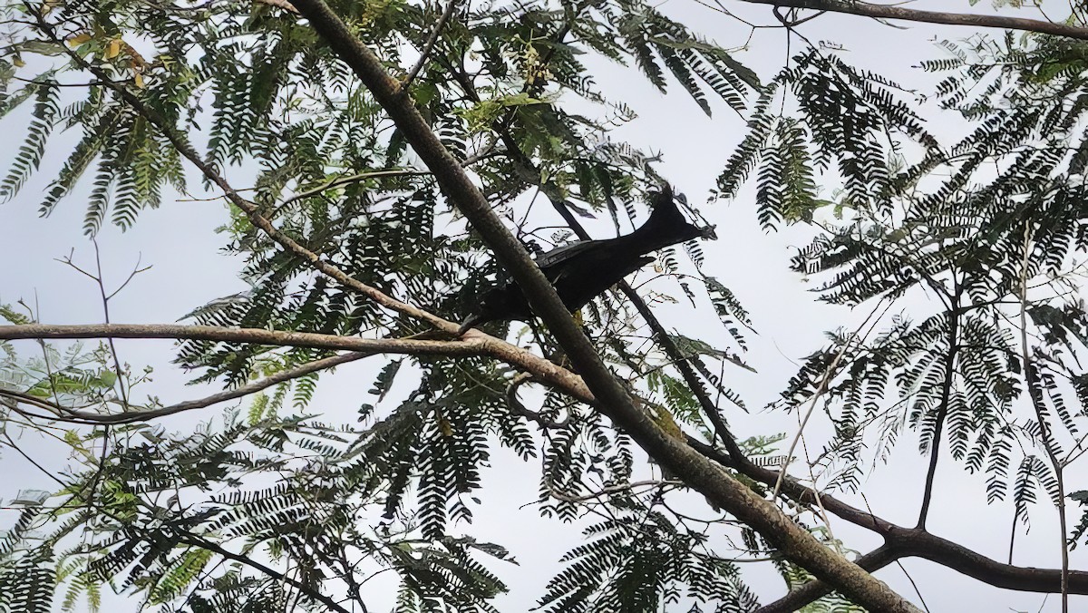 Hair-crested Drongo (Obi) - ML646408166