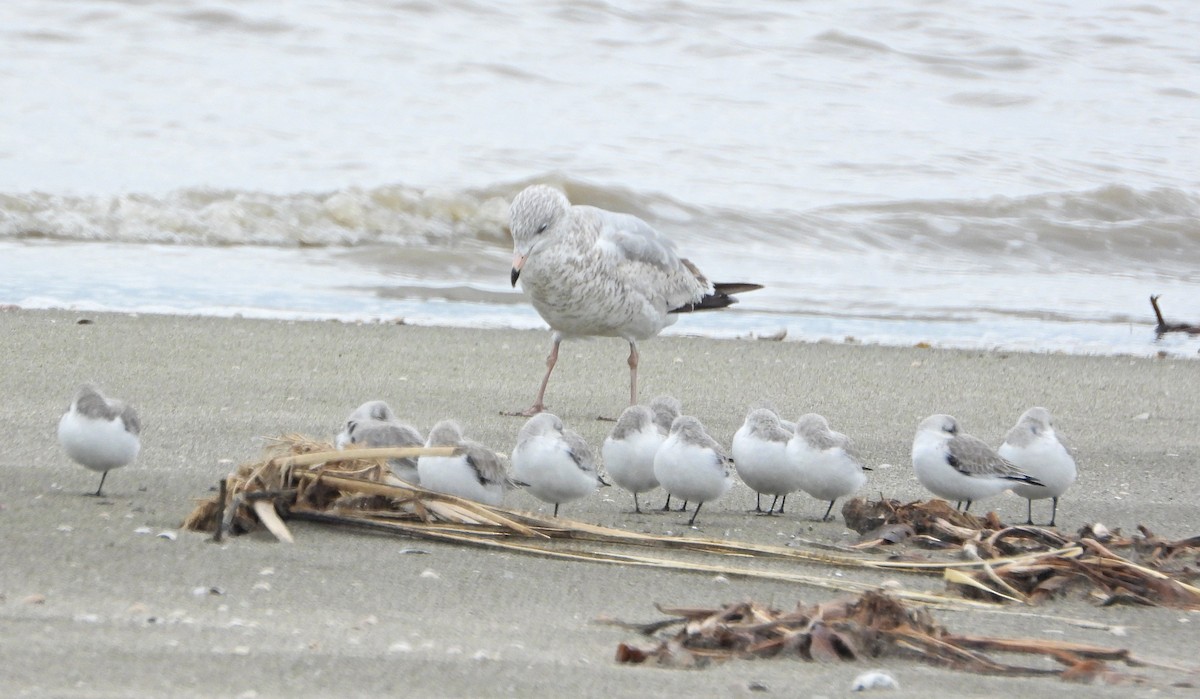 Песчанка - ML646408167