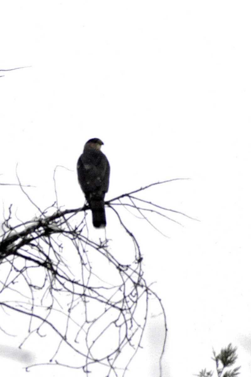 Cooper's Hawk - ML646408168