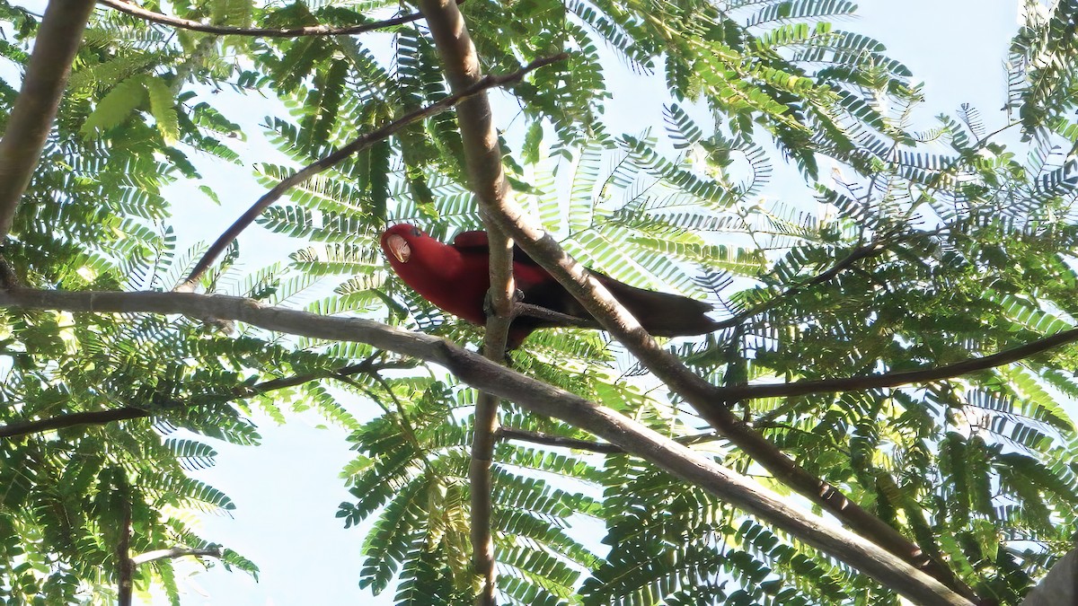 Violet-necked Lory - ML646408169