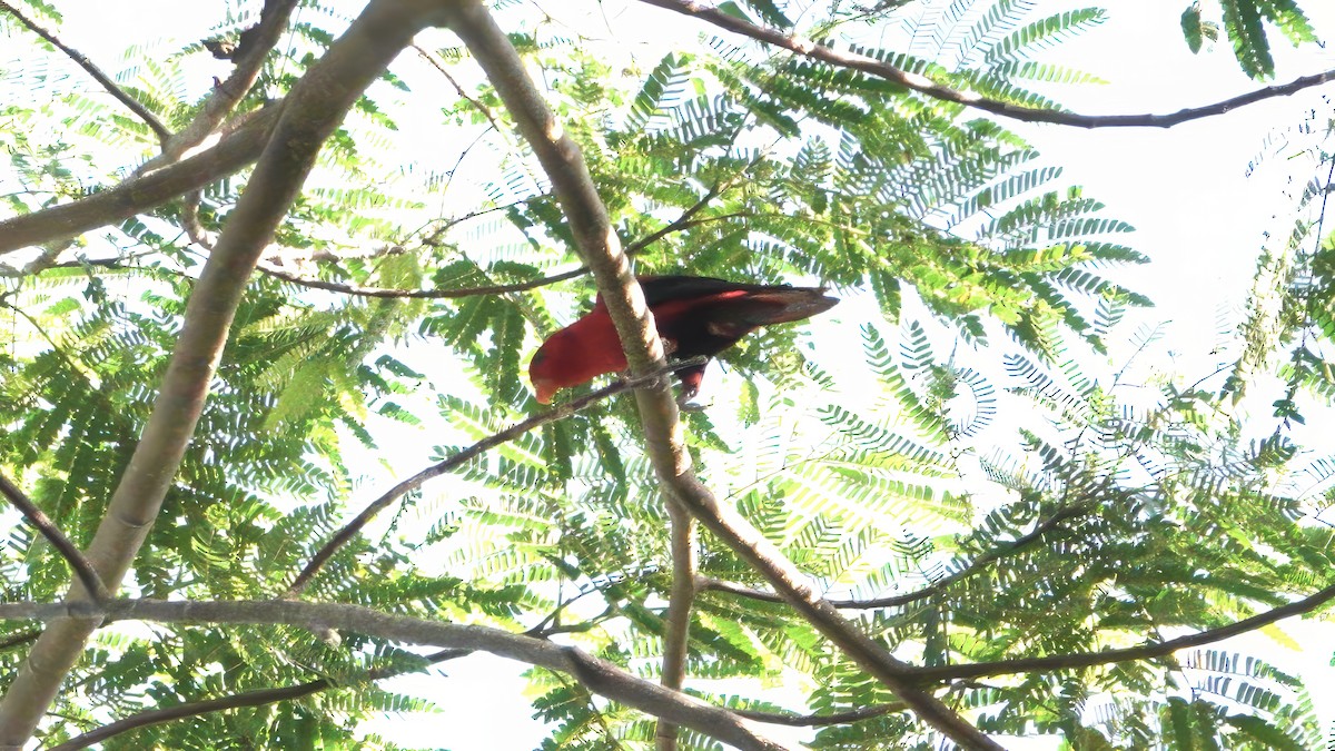 Violet-necked Lory - ML646408170