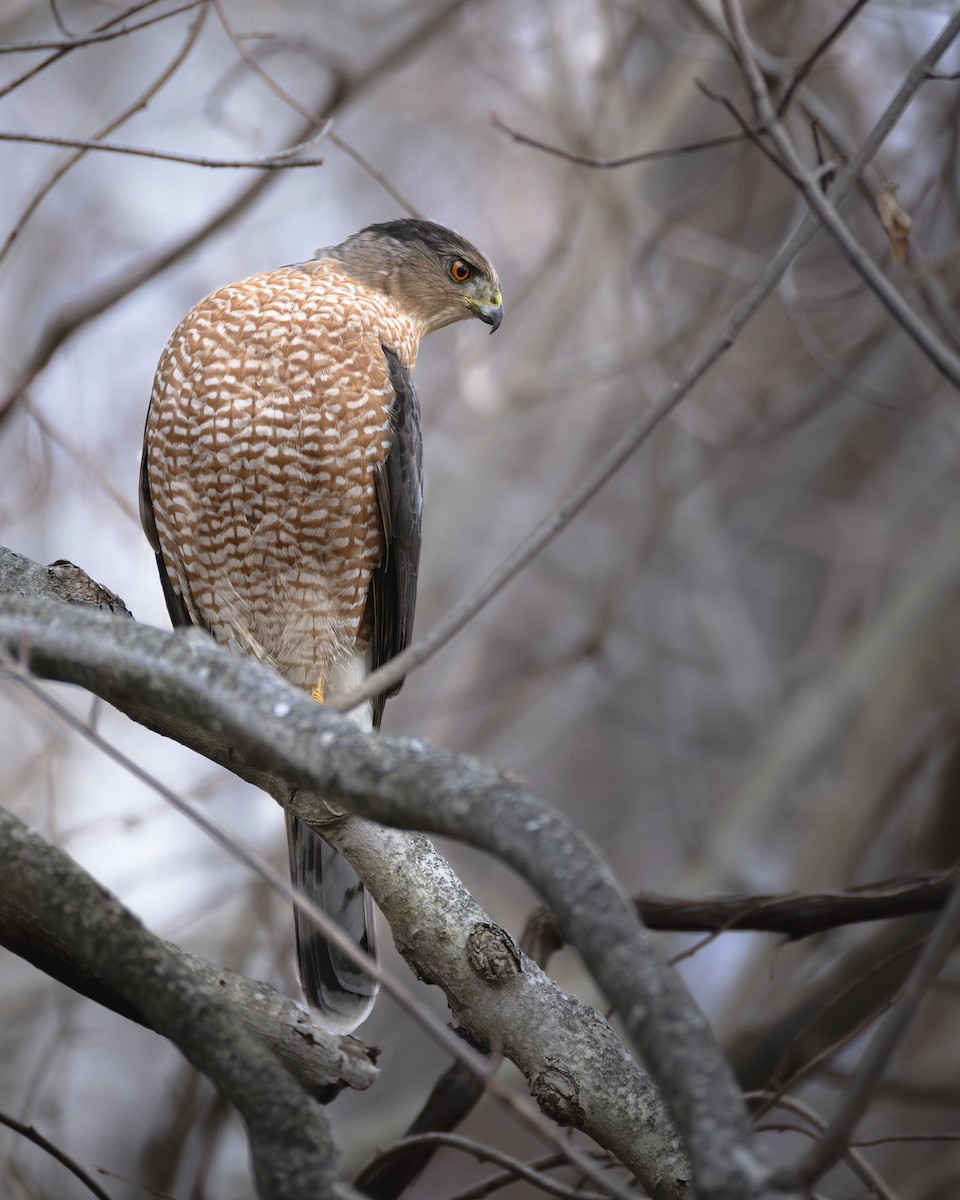 Cooper's Hawk - ML646408172