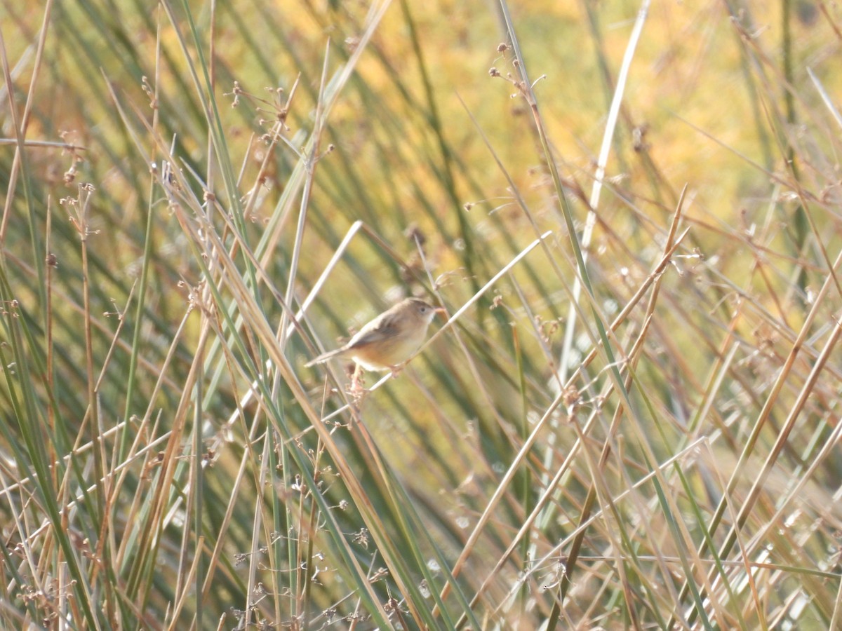 Zitting Cisticola - ML646408174
