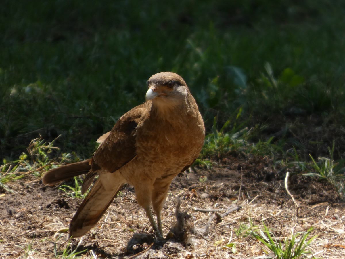 čimango argentinský - ML646408175