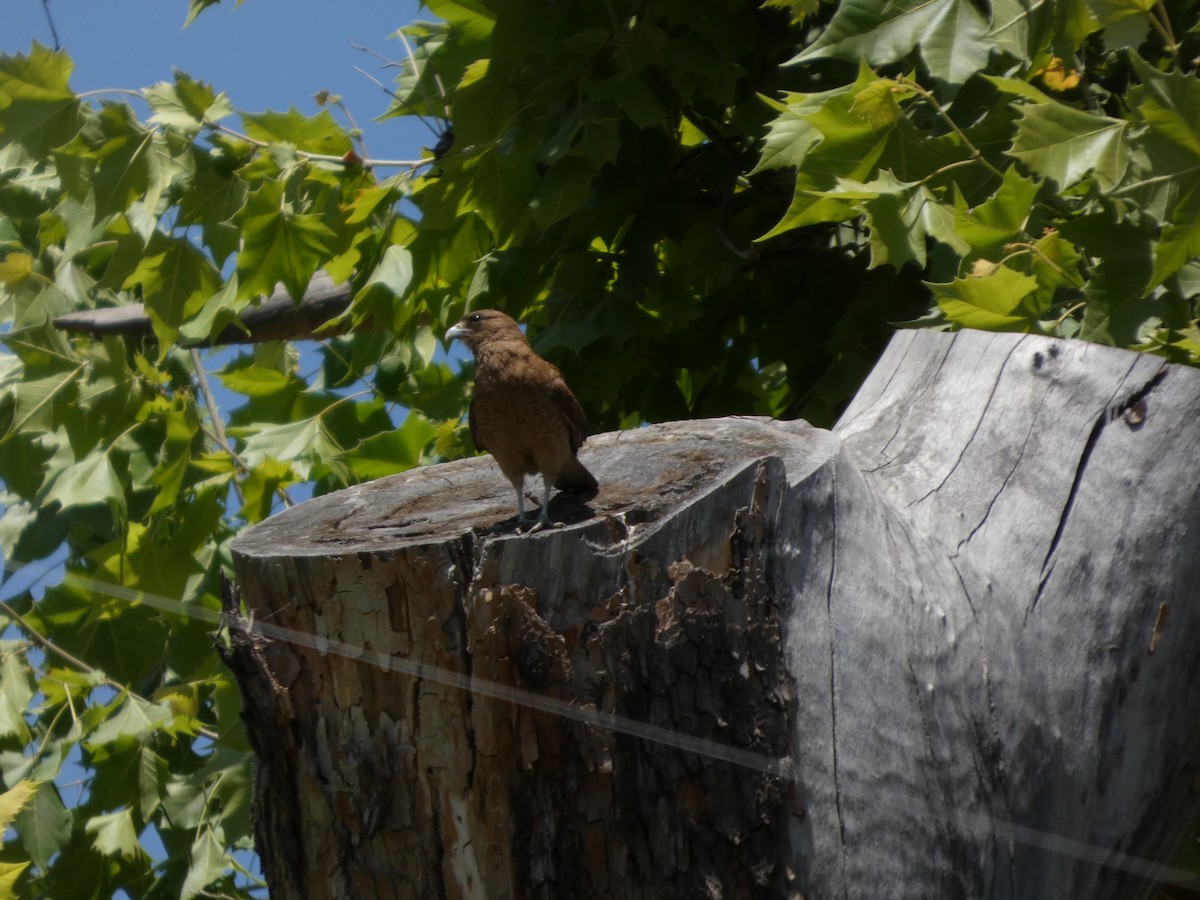 čimango argentinský - ML646408176