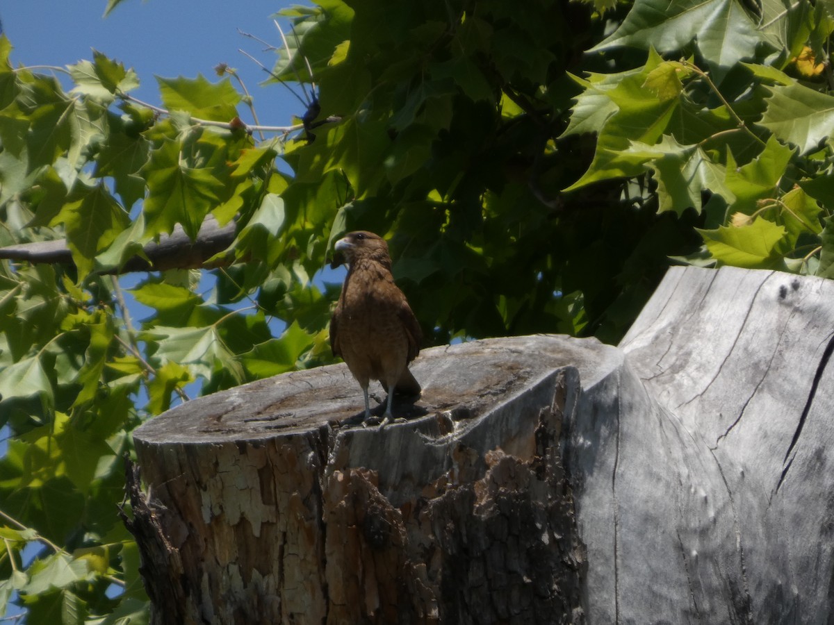 čimango argentinský - ML646408177