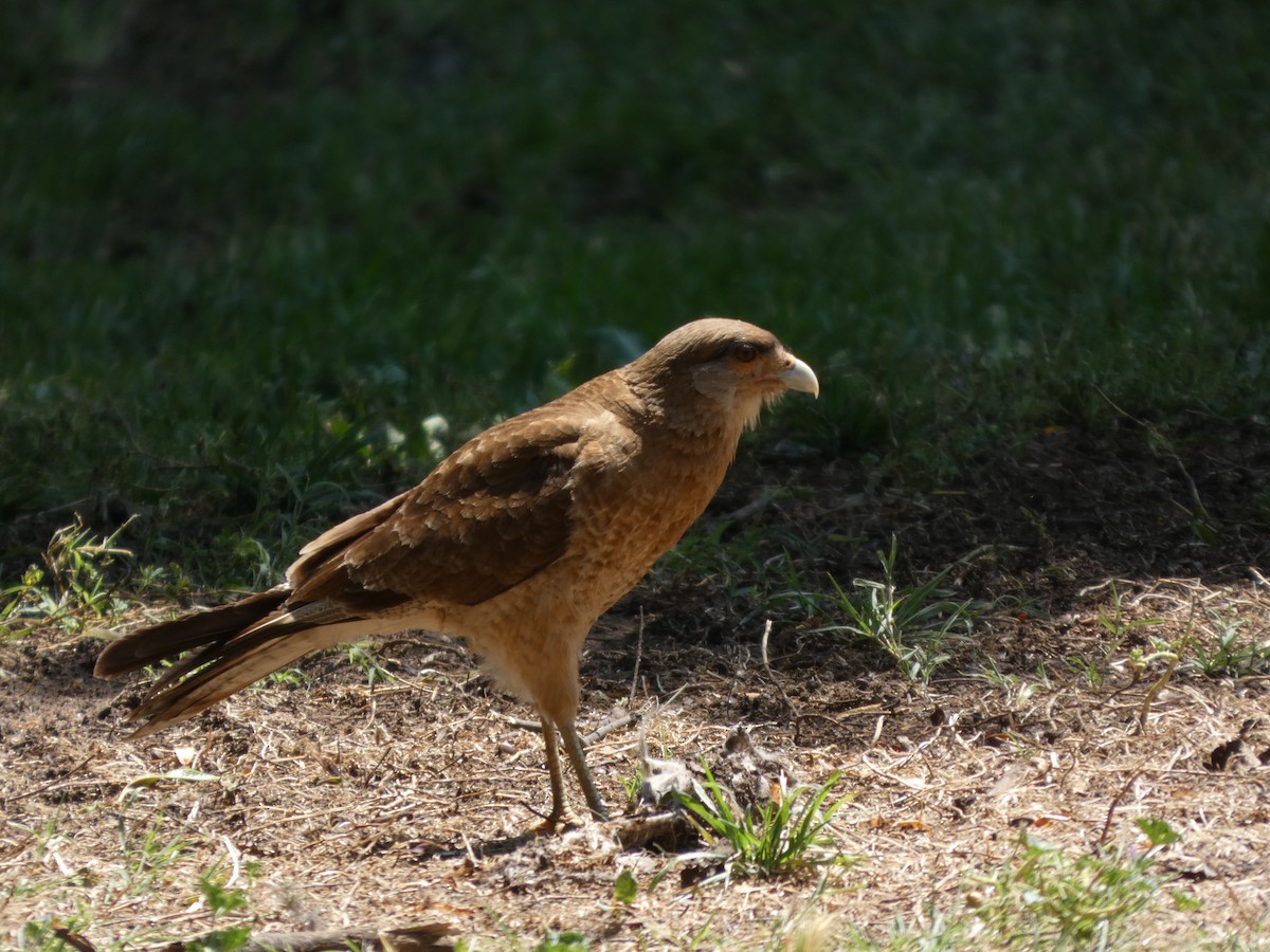 čimango argentinský - ML646408178