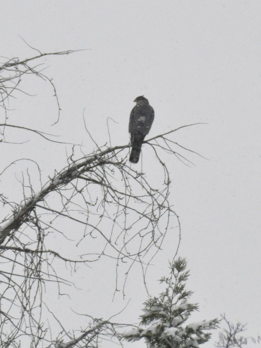 Cooper's Hawk - ML646408179