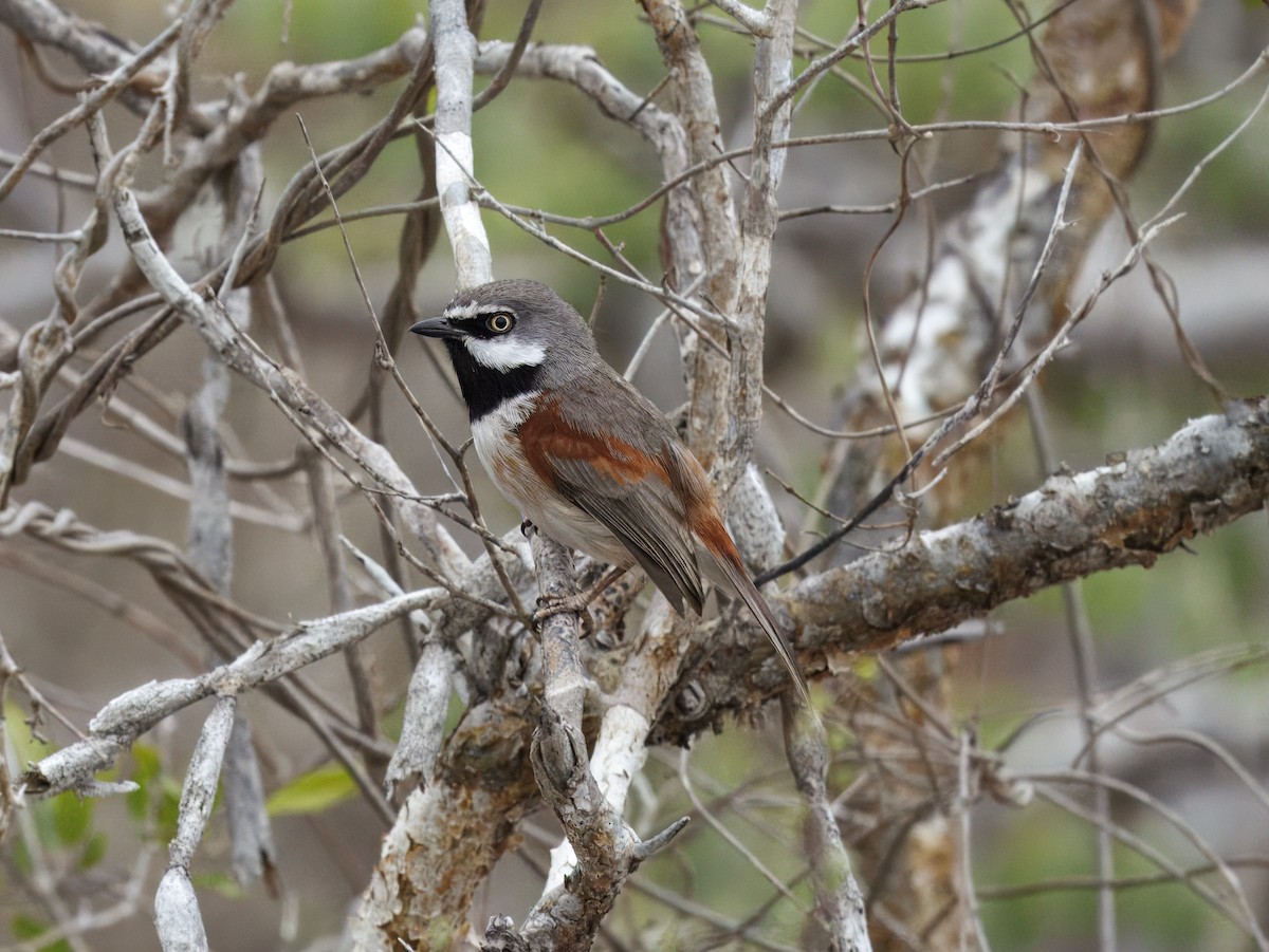 Red-shouldered Vanga - ML646408180