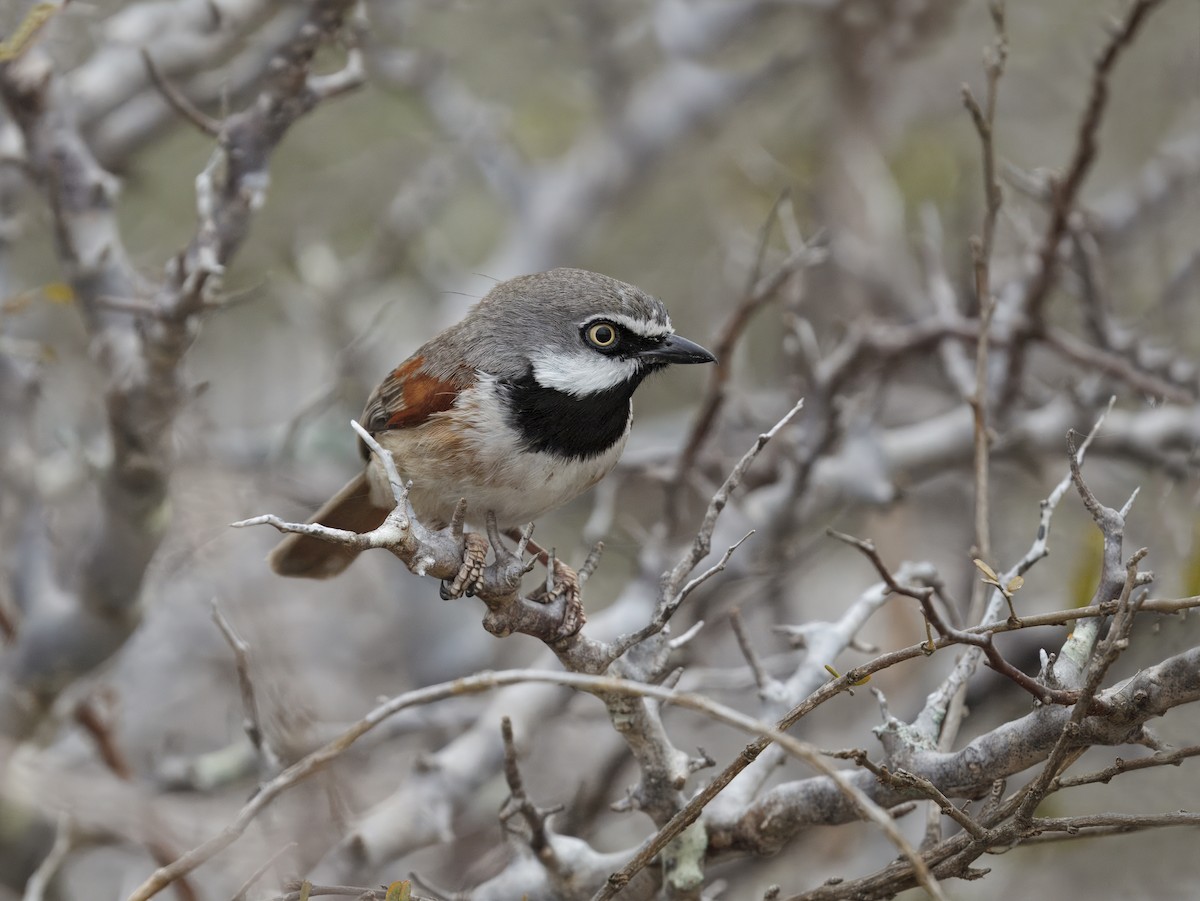Red-shouldered Vanga - ML646408181