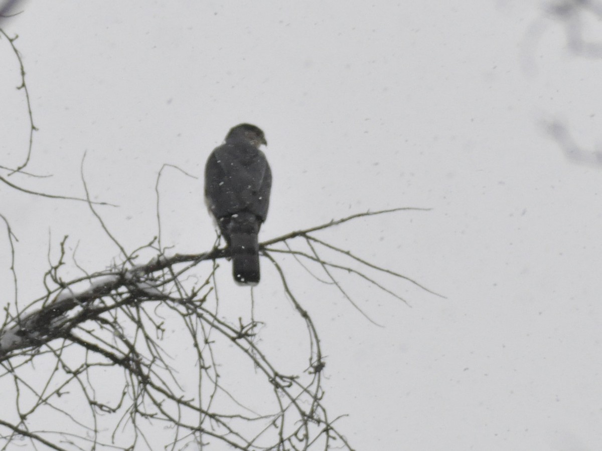 Cooper's Hawk - ML646408188