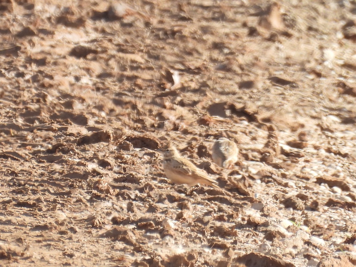 topplerke - ML646408189