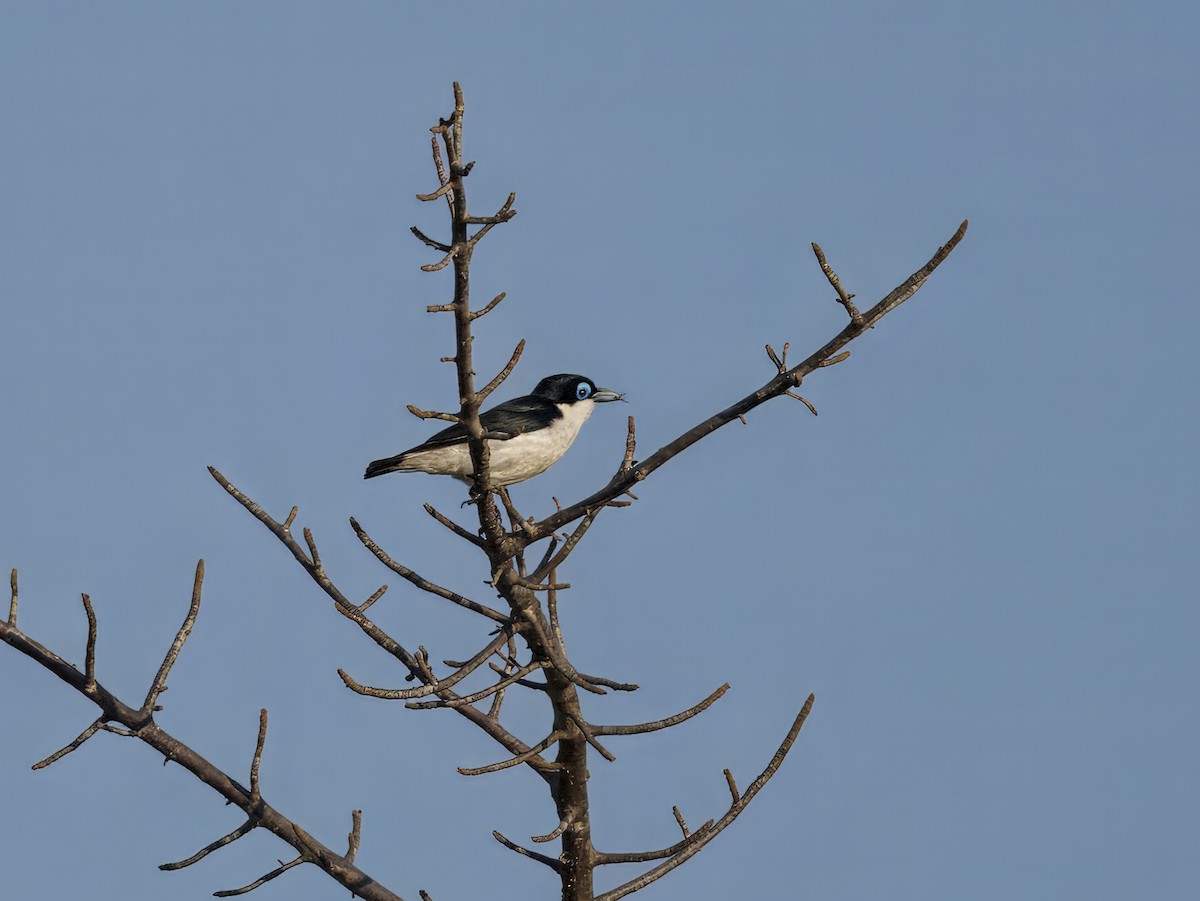 Chabert Vanga - ML646408193