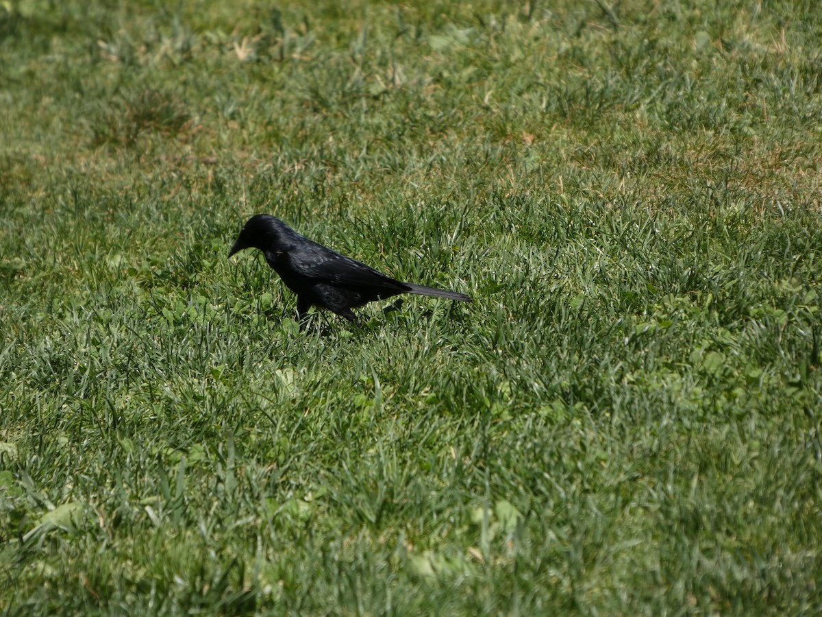 Austral Blackbird - ML646408194